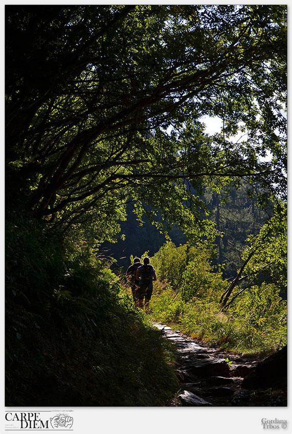 NEL BOSCO INCANTATO.jpg